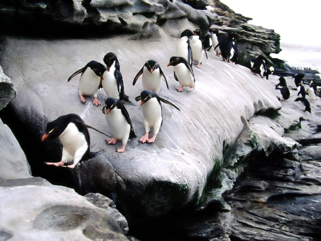 Rockhopper Penguin - HD Wallpaper 