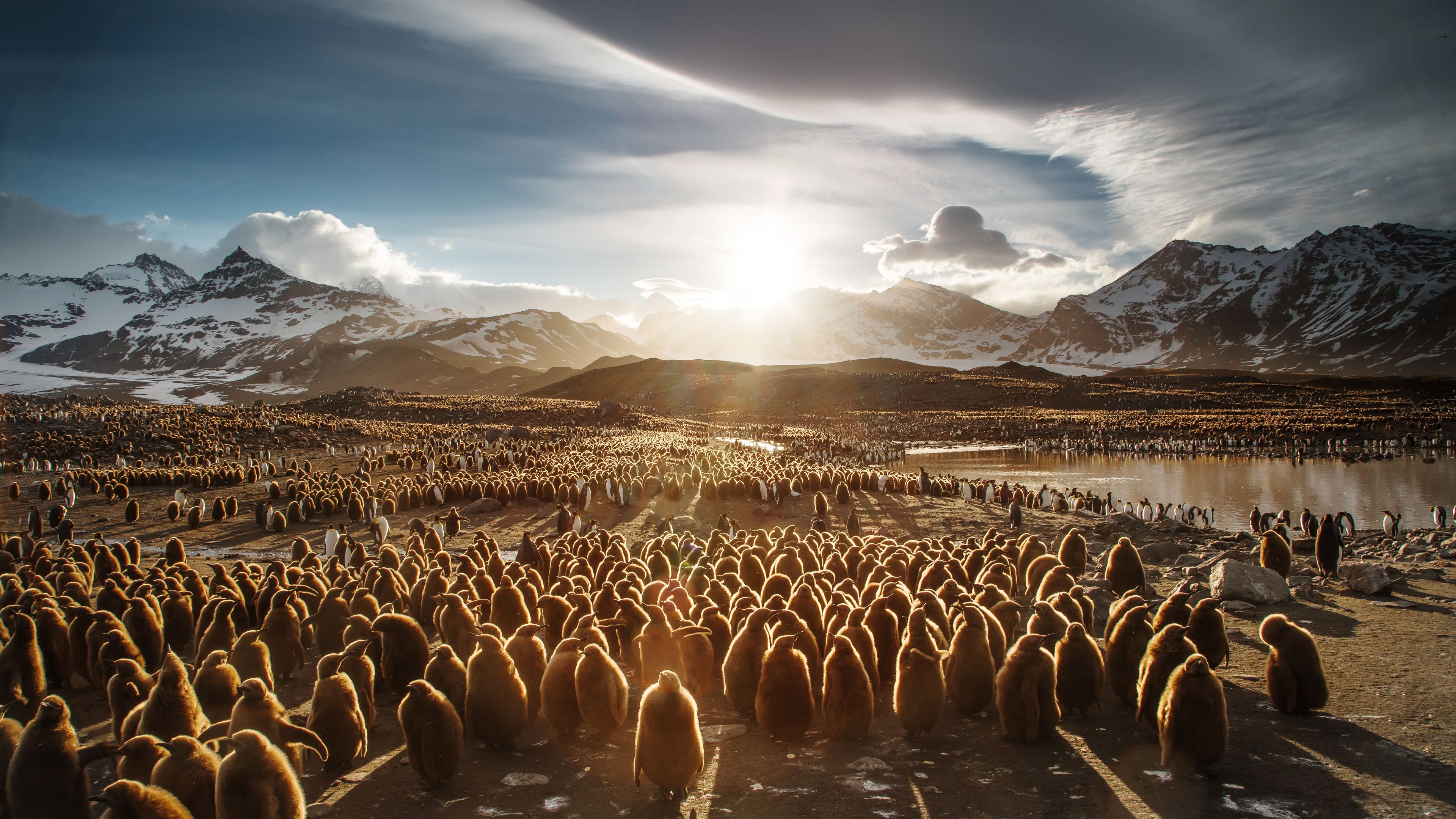 Juvenile King Penguins 4k - St Georgia And The South Sandwich Island - HD Wallpaper 