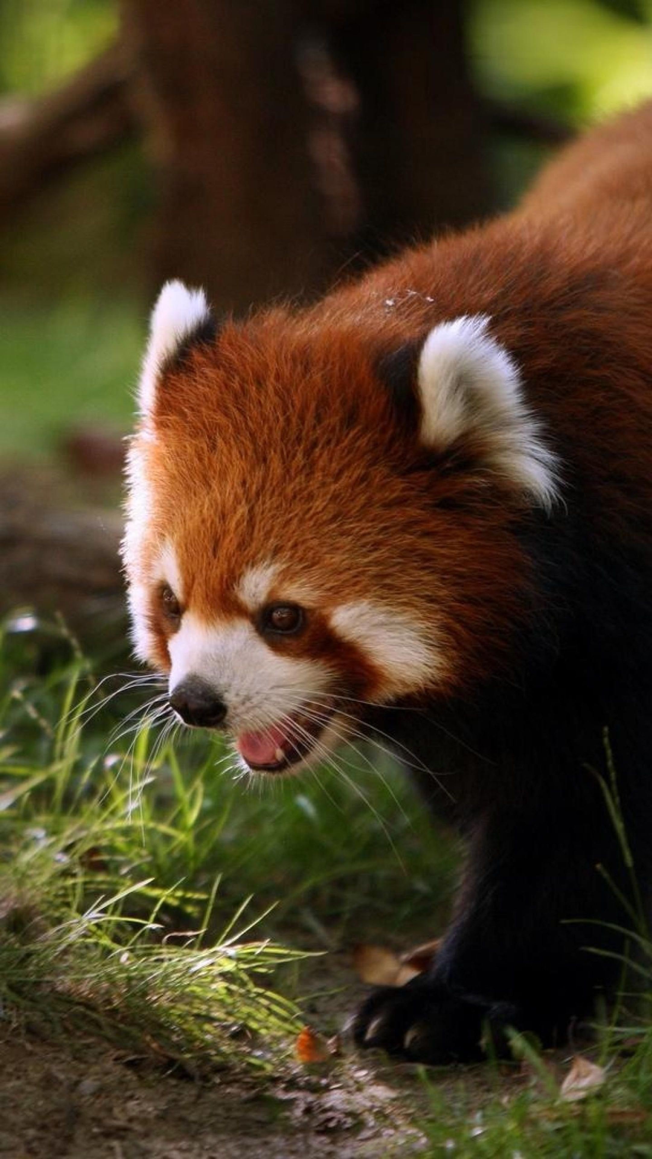 Red Panda Firefox Forest Animal Cute - Animals Mobile Wallpaper Hd - HD Wallpaper 
