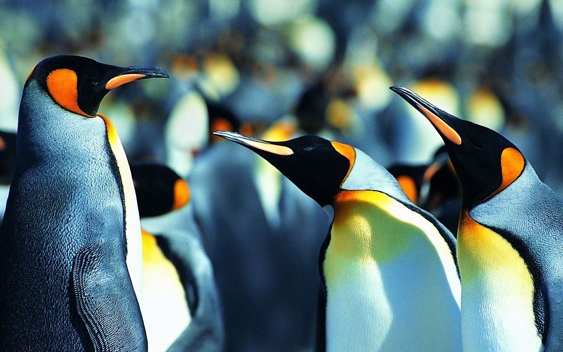 Penguin Photos Hd - HD Wallpaper 