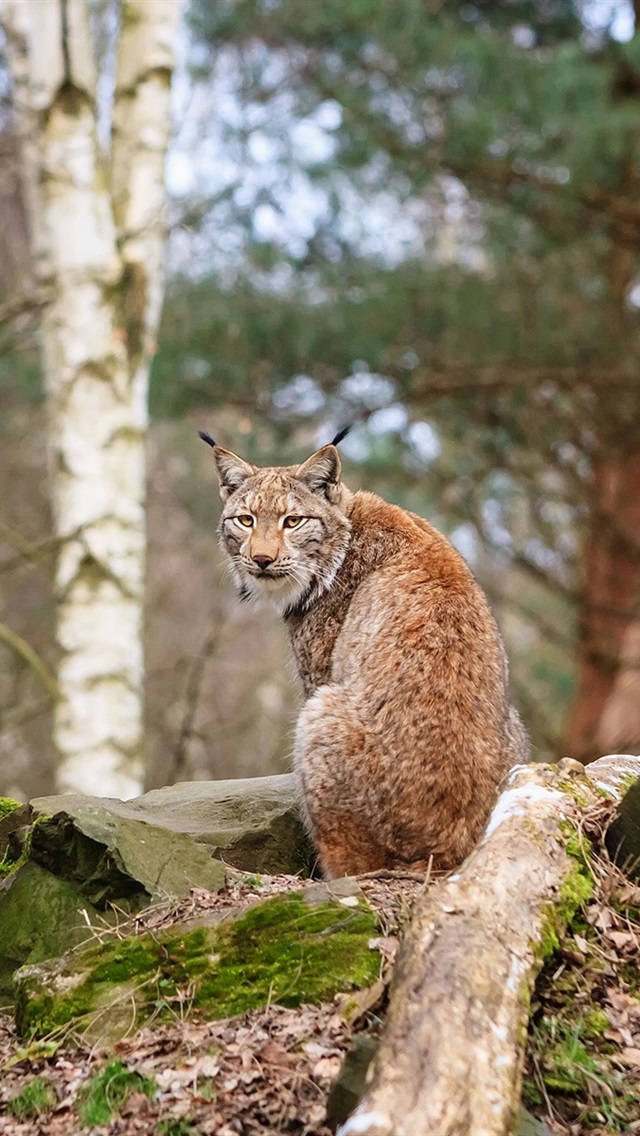Iphone Wallpaper Forest Animals, Lynx, Wood, Stones - Fondos De Patalla Aniamles Y Bosque - HD Wallpaper 