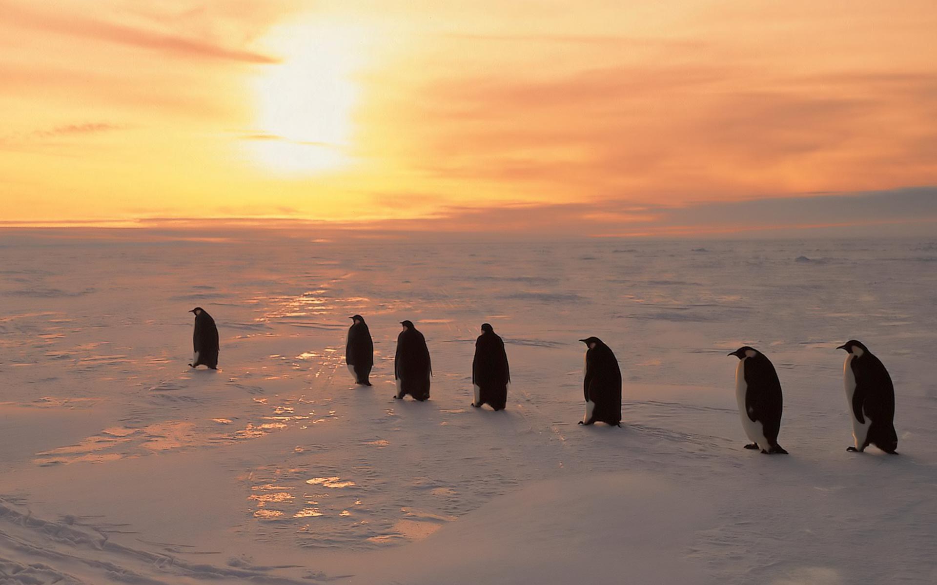 Emperor Penguins - HD Wallpaper 