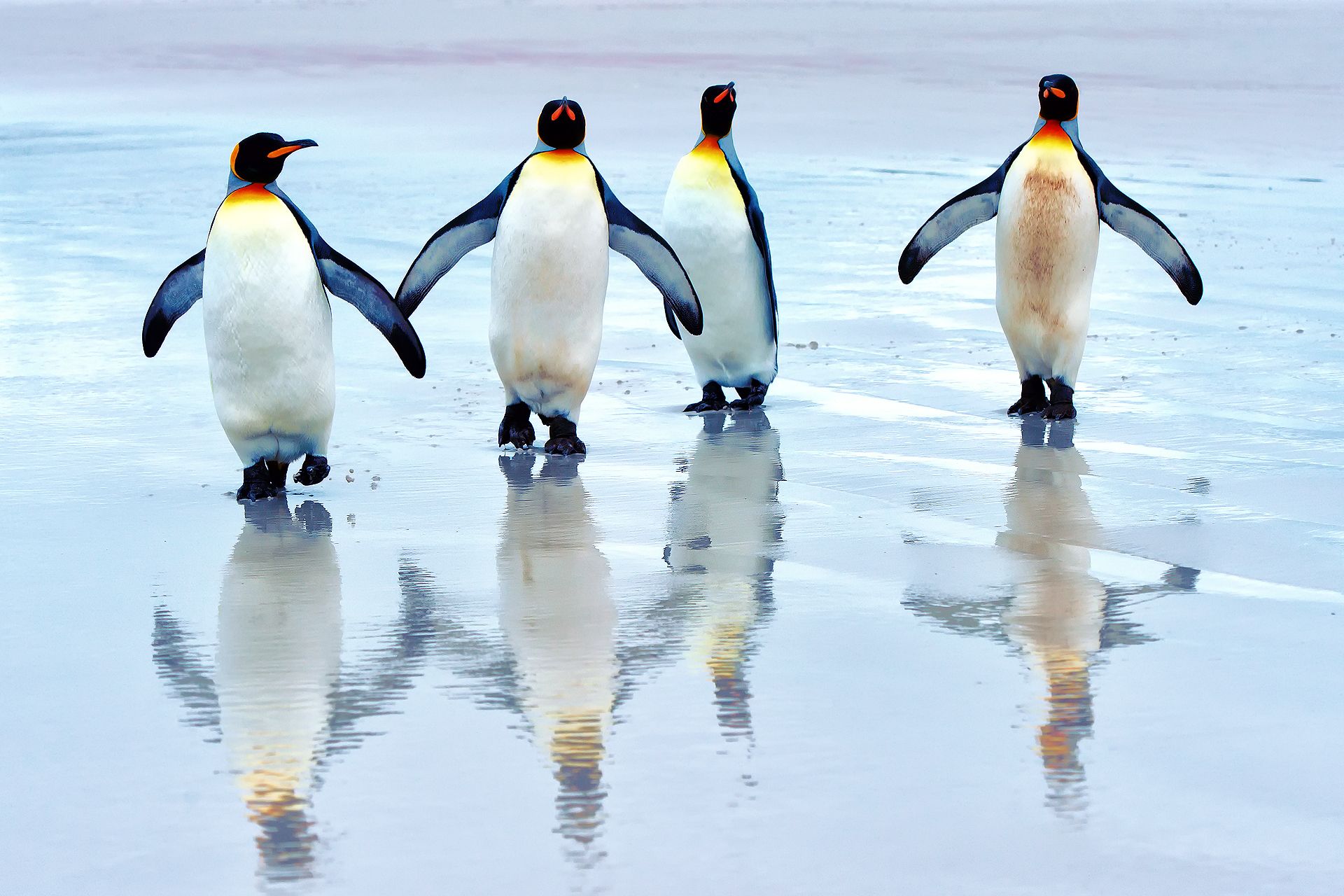 Cute Penguin Wallpaper For Desktop - Penguins Desktop Background - HD Wallpaper 