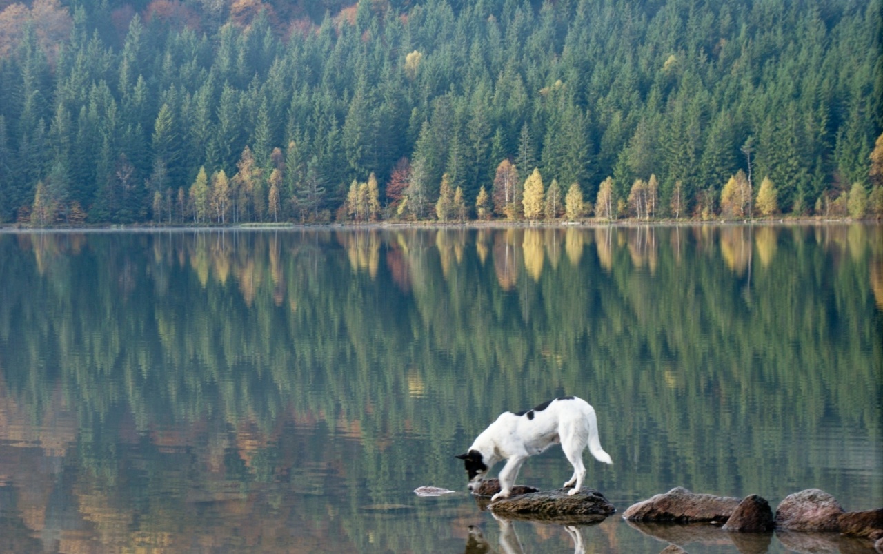 Dog Lake Forest & Stones Wallpapers - Dog In The Forest - HD Wallpaper 