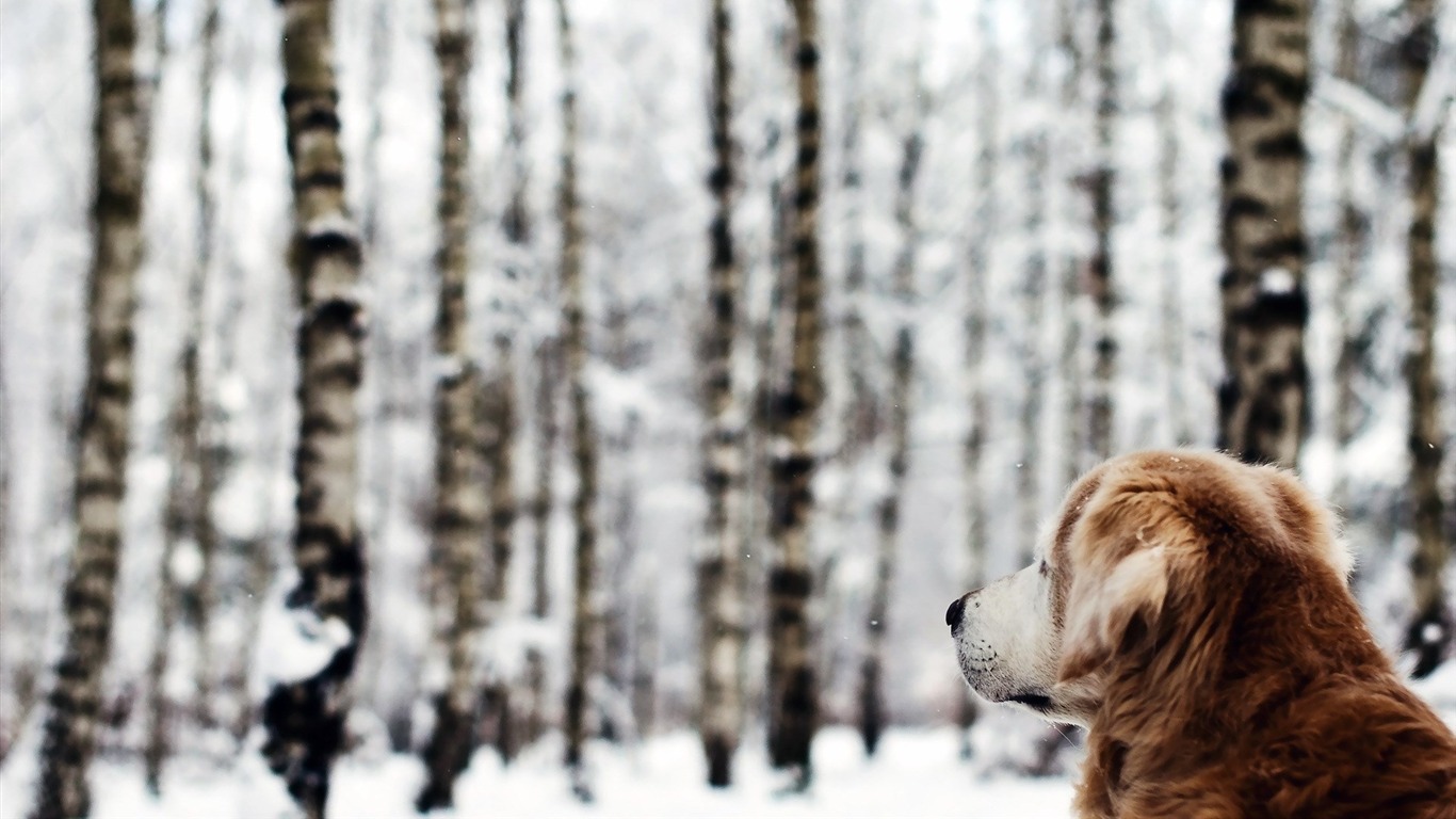 Dog Forest Winter-animal Photo Wallpaper2014 - Собака Лес Зима - HD Wallpaper 
