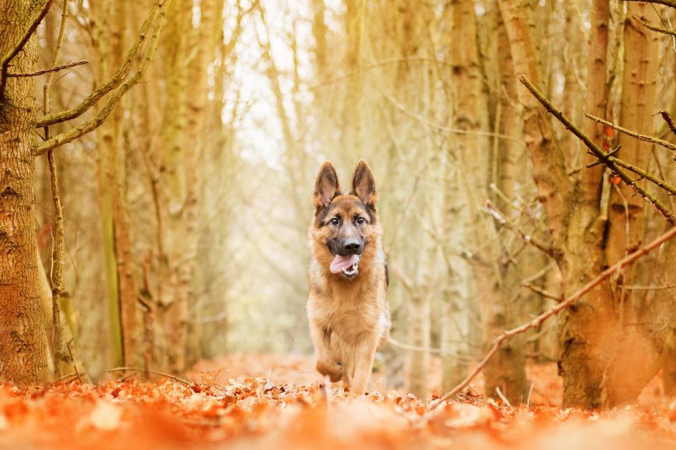 Animals, Nature, Dog, Forest, Yellow, Autumn Wallpaper,autumn - German Shepherd In Forest - HD Wallpaper 
