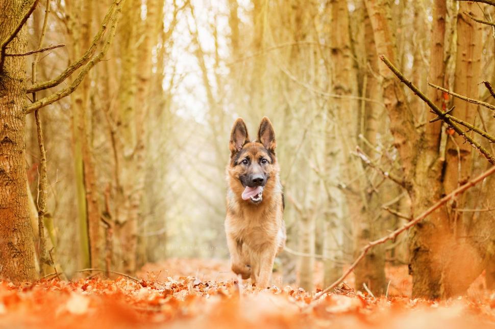 Animals, Nature, Dog, Forest, Yellow, Autumn Wallpaper,autumn - German Shepherd In Forest - HD Wallpaper 