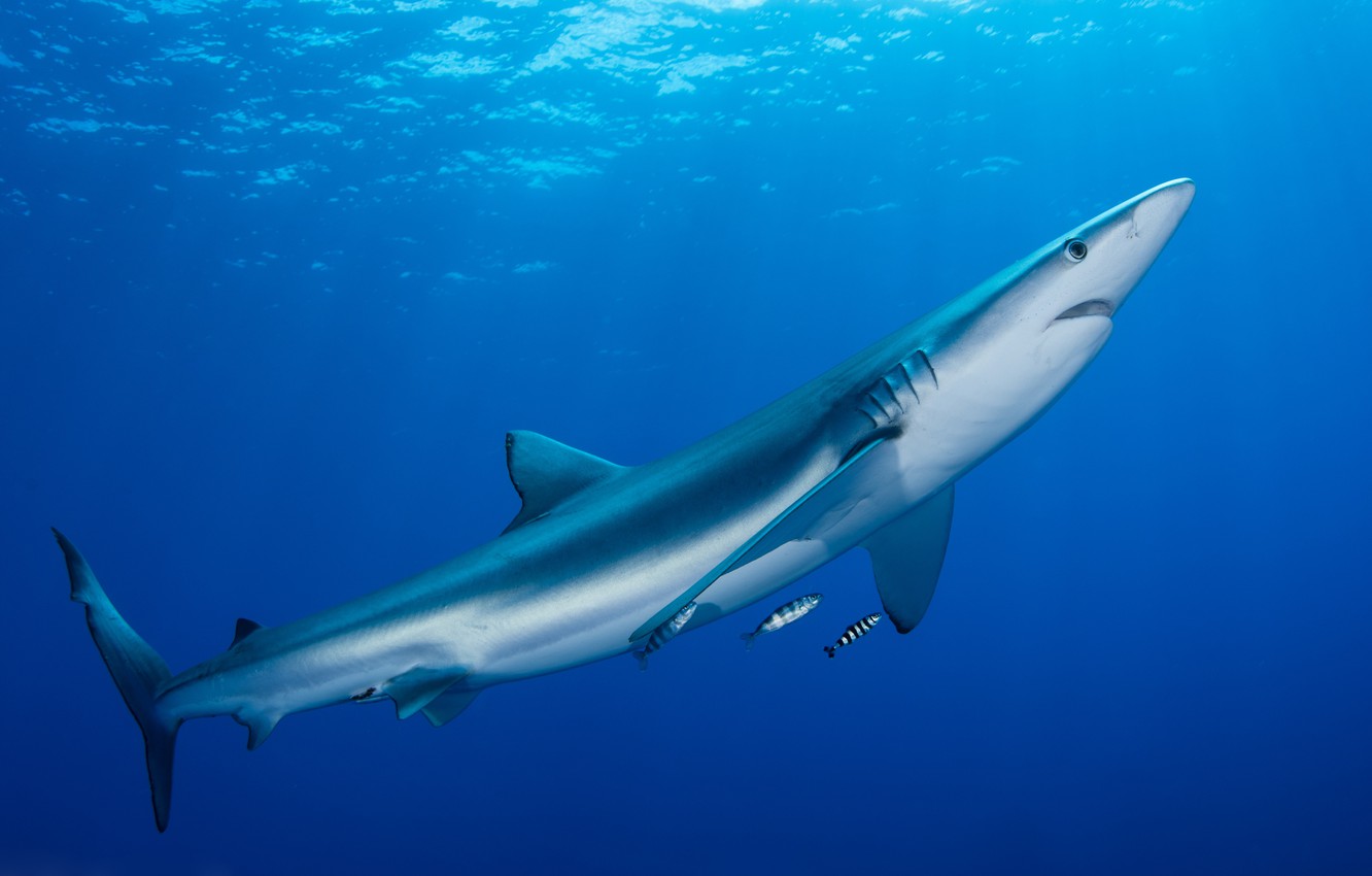 Photo Wallpaper Sea, Animals, Water, Fish, The Ocean, - ヤリイカ - HD Wallpaper 