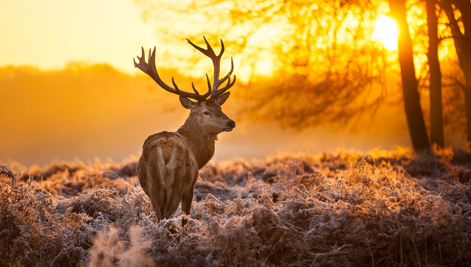 Trees, Horns, Deer, Forest, The Sun, Nature, Animal - Fondo De Pantalla Ciervo - HD Wallpaper 
