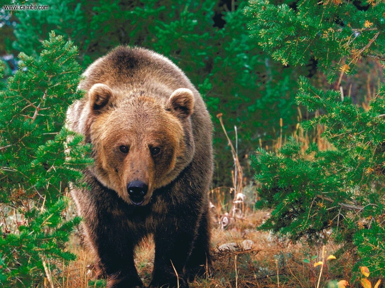 Wild Animal In The Forest - 1280x960 Wallpaper Wild Animal In The Forest - 1280x960 Wallpaper