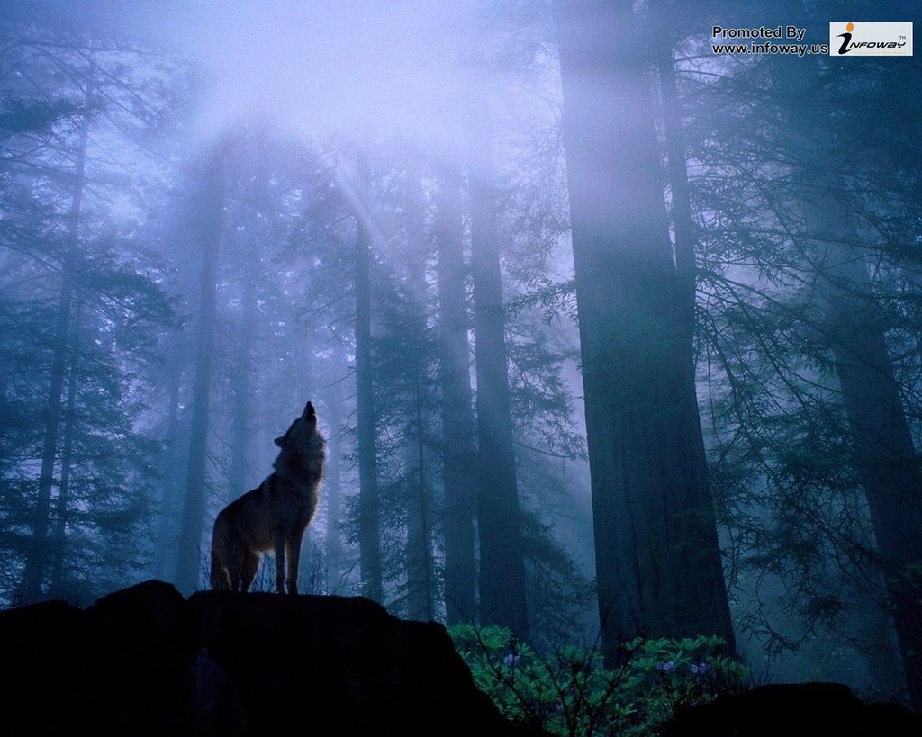 Wolf In Dark Forest - HD Wallpaper 