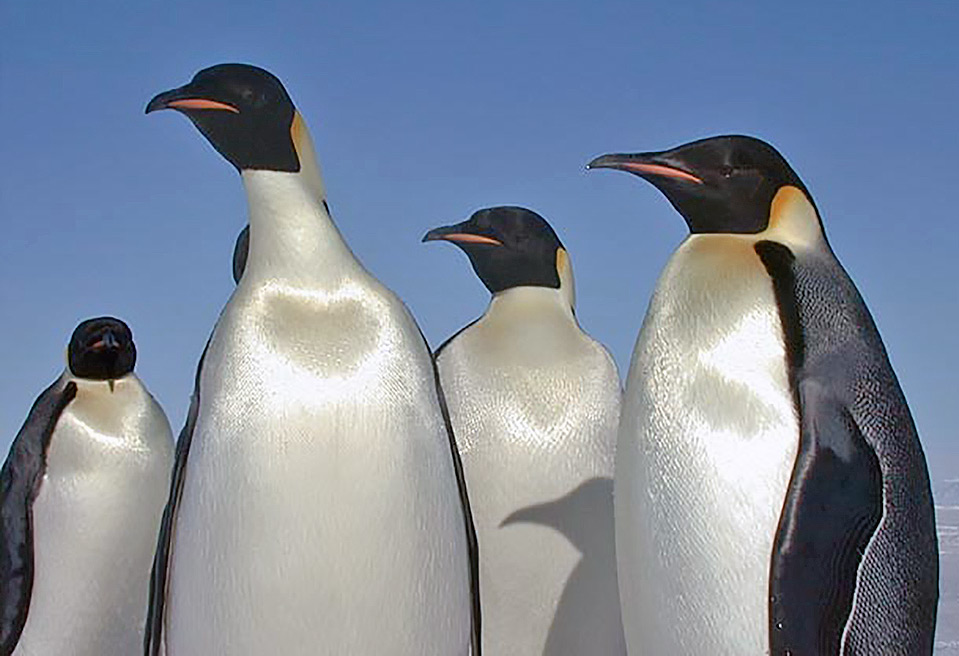 Emperor Penguins - HD Wallpaper 