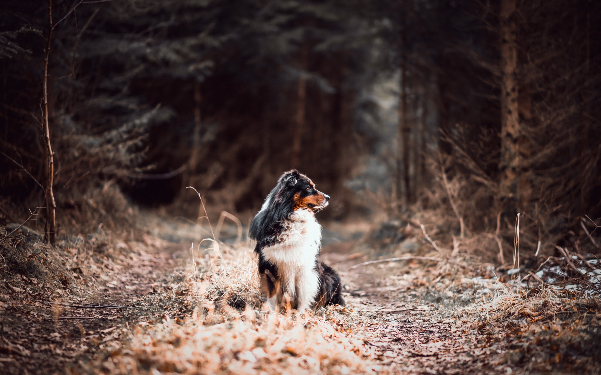Wallpaper Australian Shepherd, Forest, Dog - Australian Shepherd In Forest - HD Wallpaper 