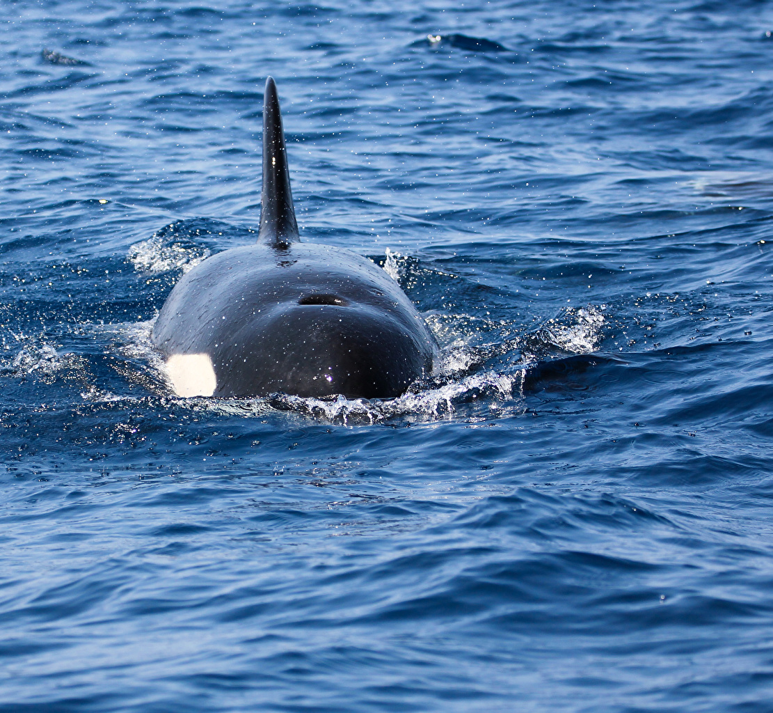 Common Bottlenose Dolphin - HD Wallpaper 