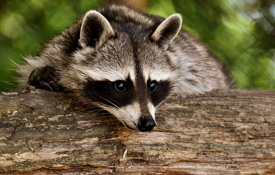 Raccoon, Wild Animal, Furry, Mammal, Nature, Forest - Animais Silvestres - HD Wallpaper 