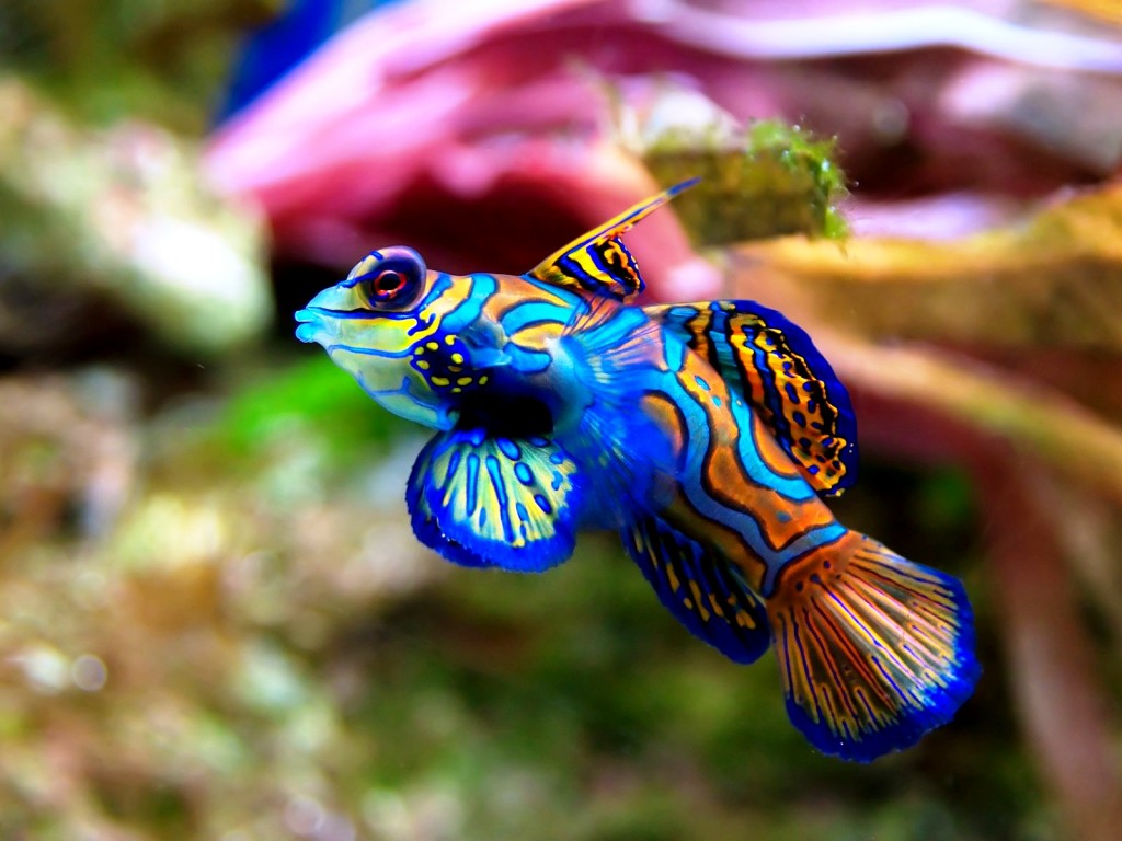 Animated Sea Animals For Ren Animal Graph - Green Mandarin - HD Wallpaper 