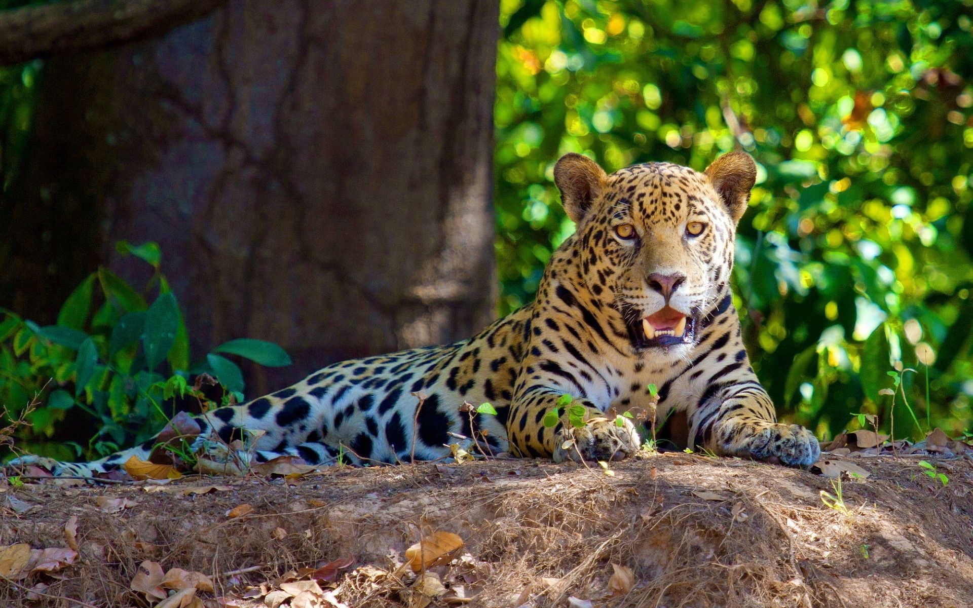 Free Download Amazon Forest Wallpapers, - Jaguar In The Amazon Rainforest - HD Wallpaper 