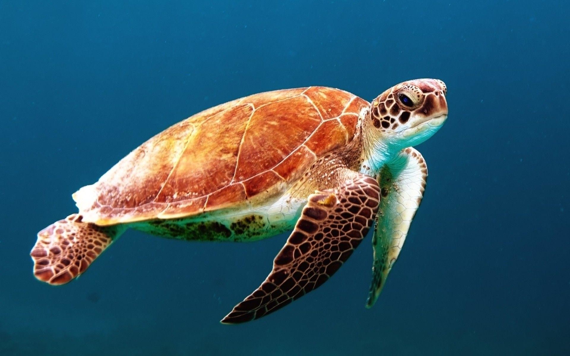 Animal Wallpaper Sea Turtle Wallpapers Desktop Background - HD Wallpaper 