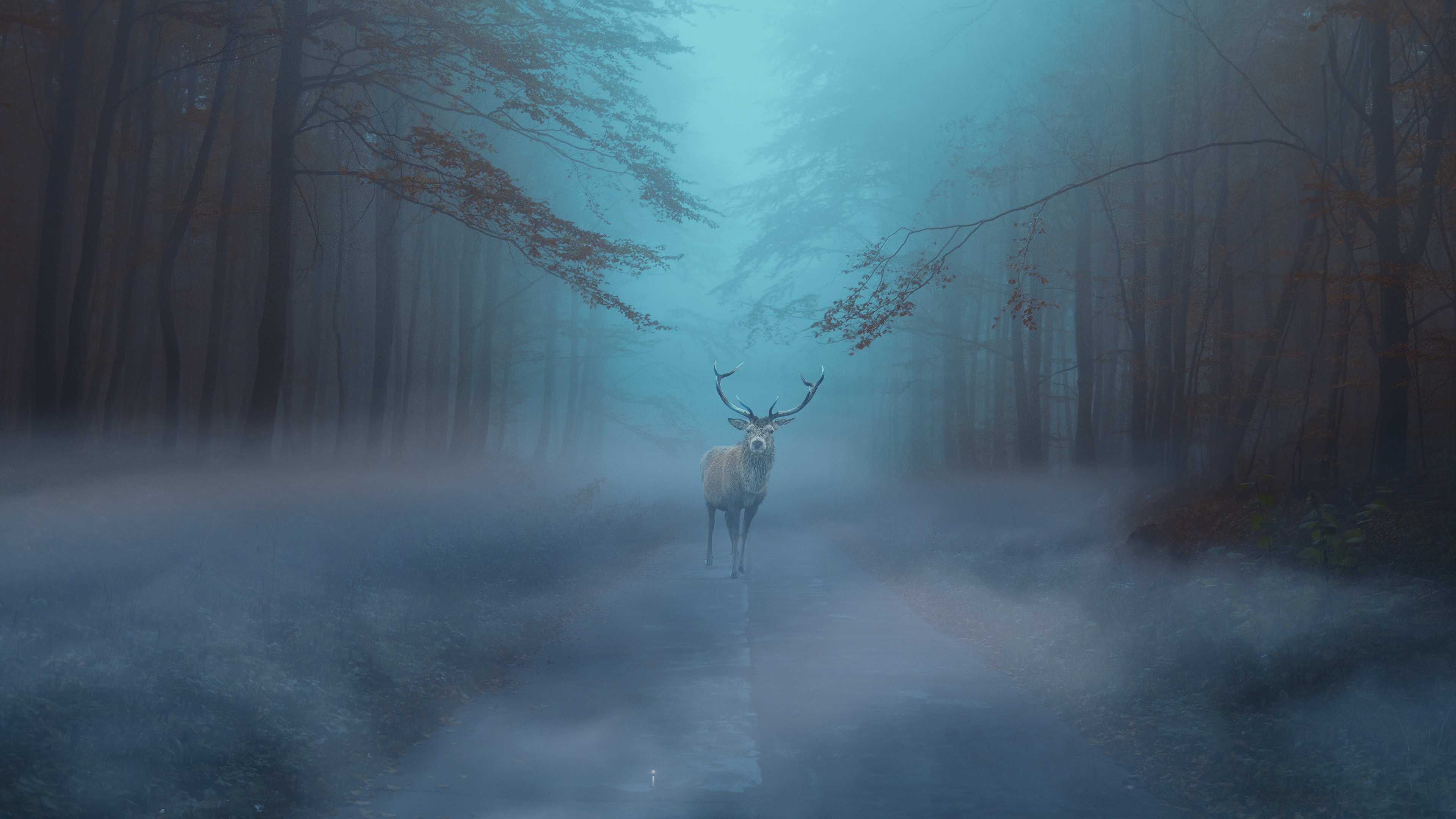 Reindeer - 3840x2160 Wallpaper - teahub.io