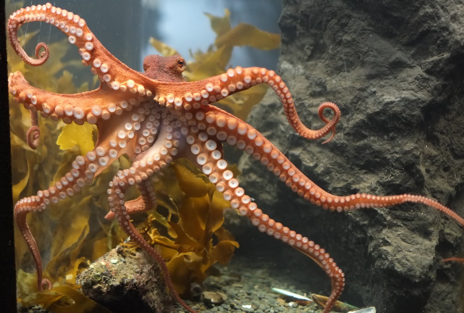 Underwater Sea Creatures And Other Animals Wallpapers - Octopus In The Sea - HD Wallpaper 
