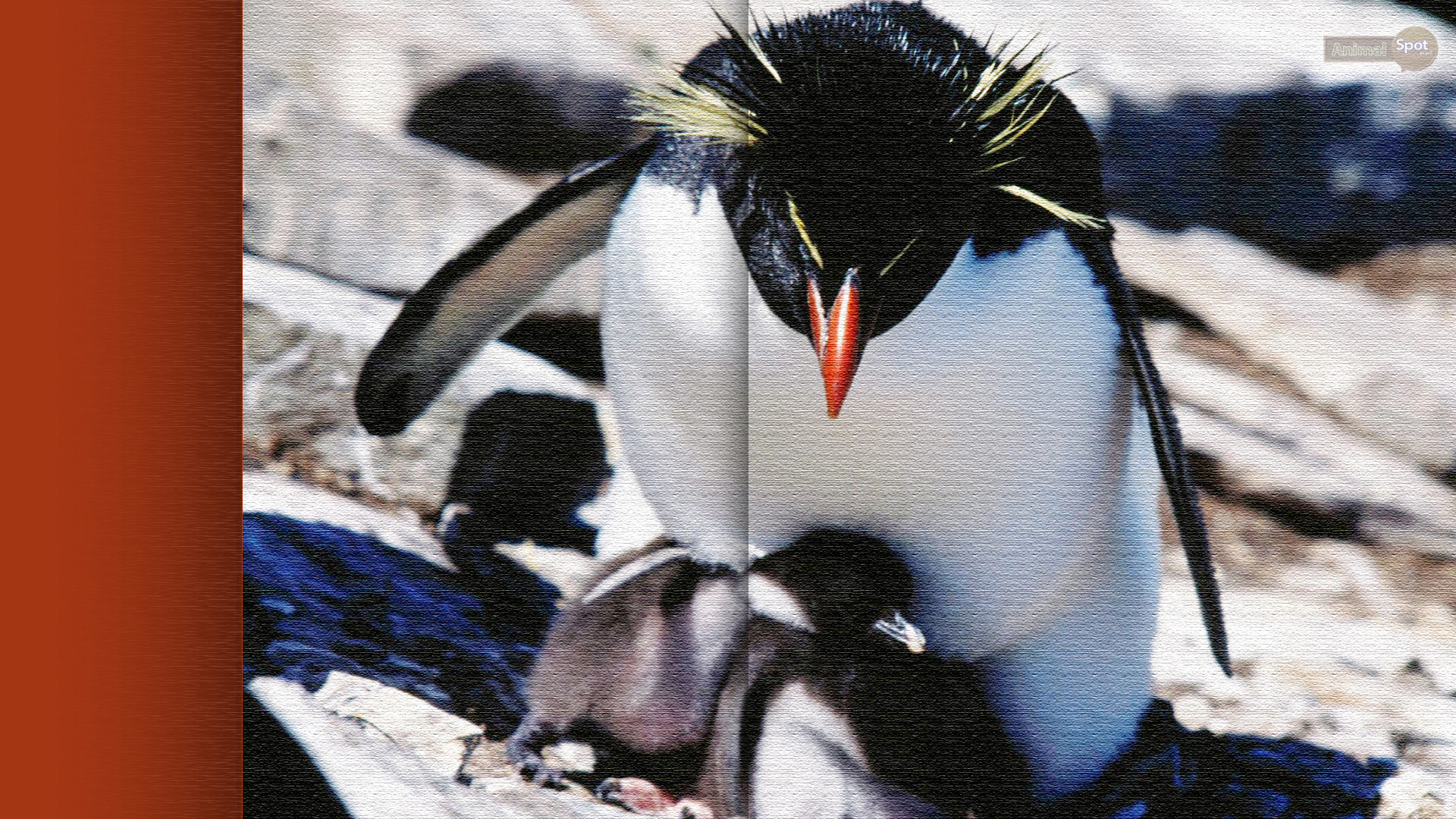 Rockhopper Penguin - HD Wallpaper 