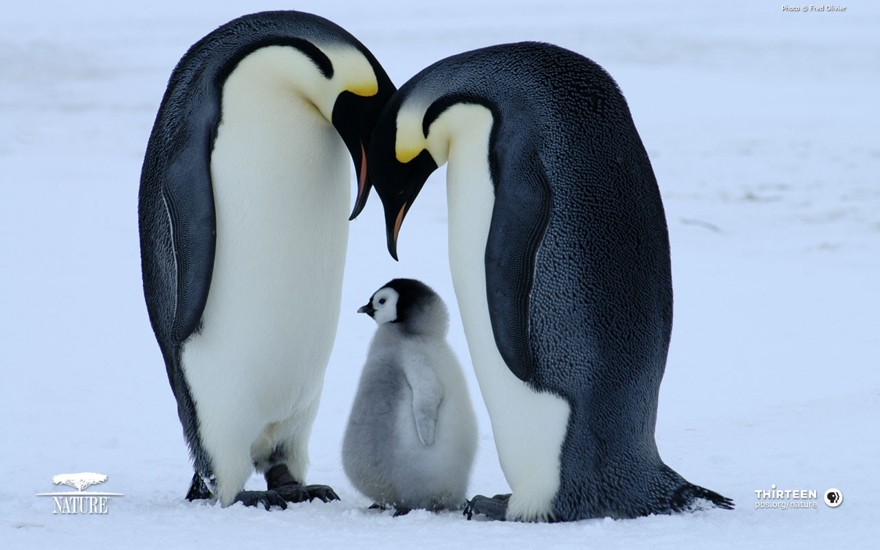 Penguin Birds Cute Wallpapers - Penguin Wallpaper Hd - HD Wallpaper 