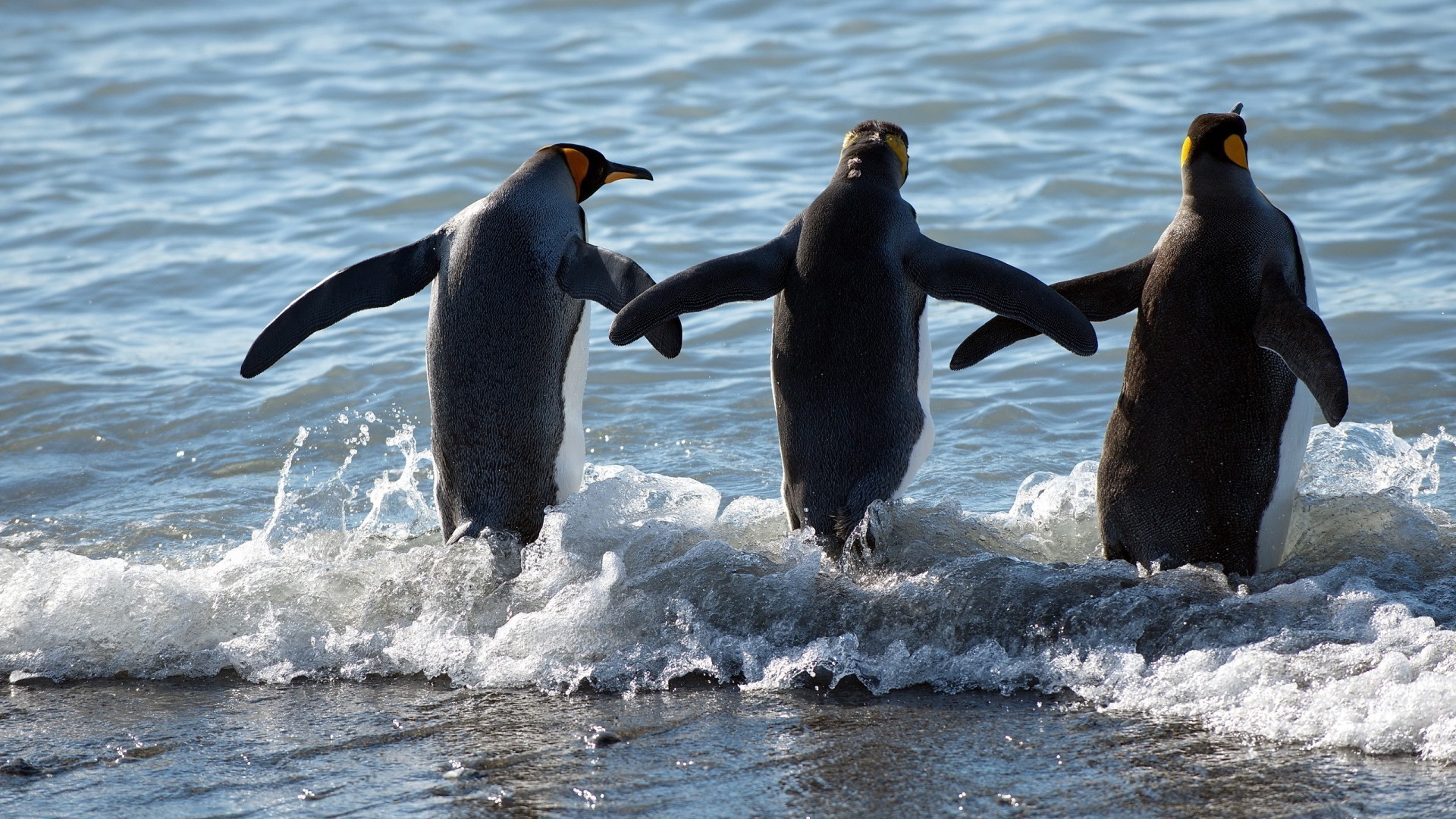 Animals Bird Wildlife Water Nature Sea Frosty Ocean - Животные Купаются В Море - HD Wallpaper 