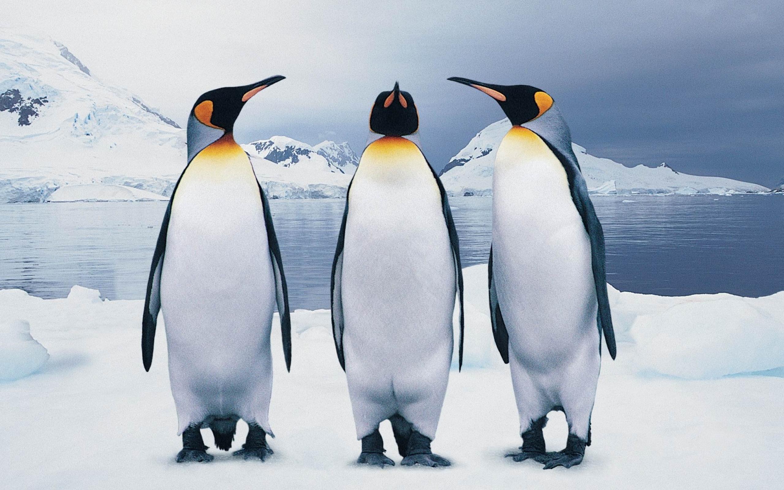Penguin 
 Data-src /w/full/3/2/6/24937 - Penguins Hd - HD Wallpaper 