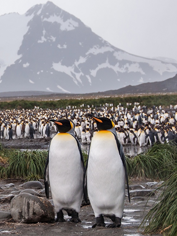 Iphone Penguin Wallpaper Hd - HD Wallpaper 