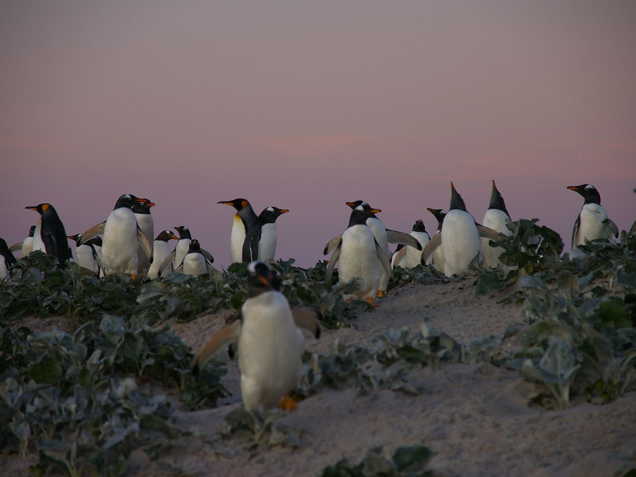 Penguins - Aspect Ratio - HD Wallpaper 