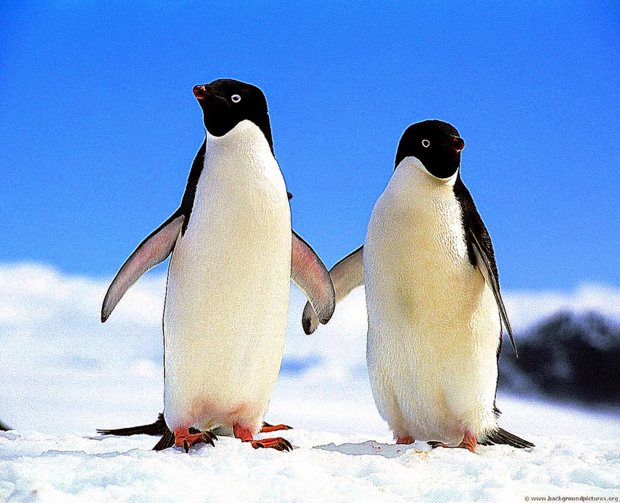 Funny Penguins Phone Wallpapers Android 13 Hd Photos - Penguins Hd - HD Wallpaper 