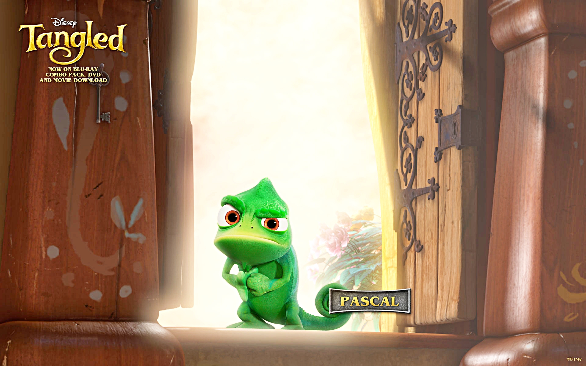 Tangled Pascal - HD Wallpaper 