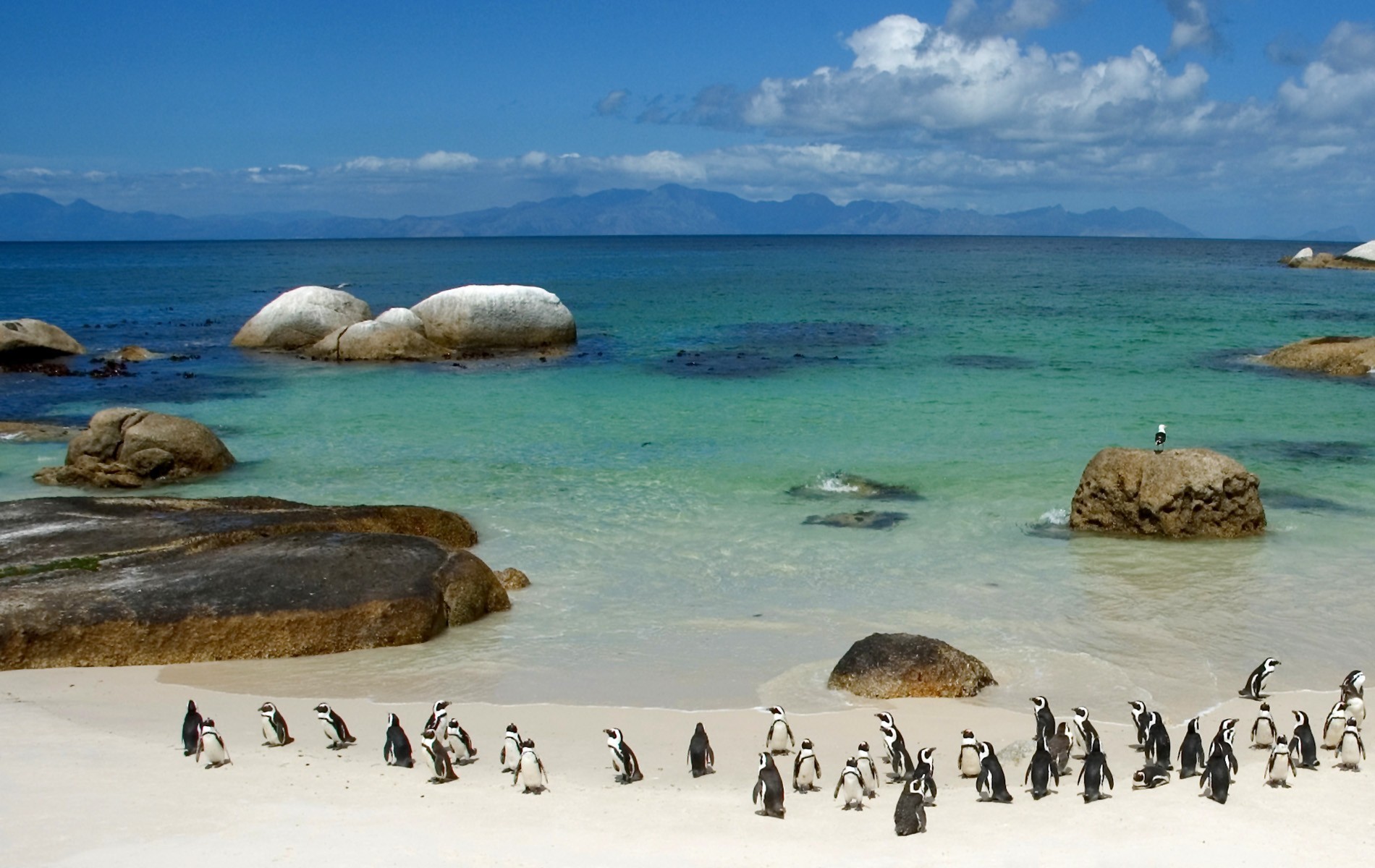 Desktop Wallpapers Free Penguins In South Africa - Beautiful Places In South Africa To Visit - HD Wallpaper 