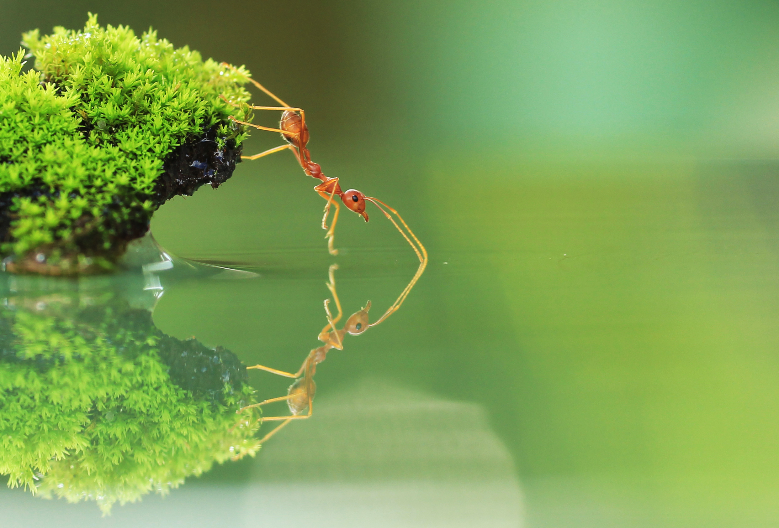 A Red Ant Steps Gingerly From A Moss-covered Rock Onto - Ant Wallpaper Hd - HD Wallpaper 