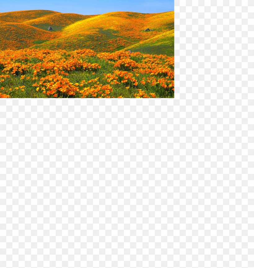 California Poppy Desktop Wallpaper Landscape, Png, - Poppy Flowers California Mountain - HD Wallpaper 