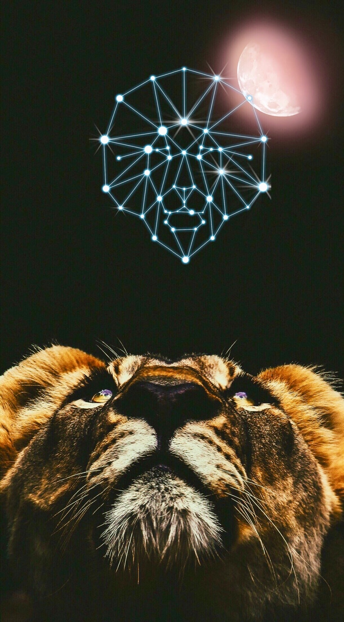 Lion, Wallpaper, And My Edit Image - Young I Loved Zoos - HD Wallpaper 