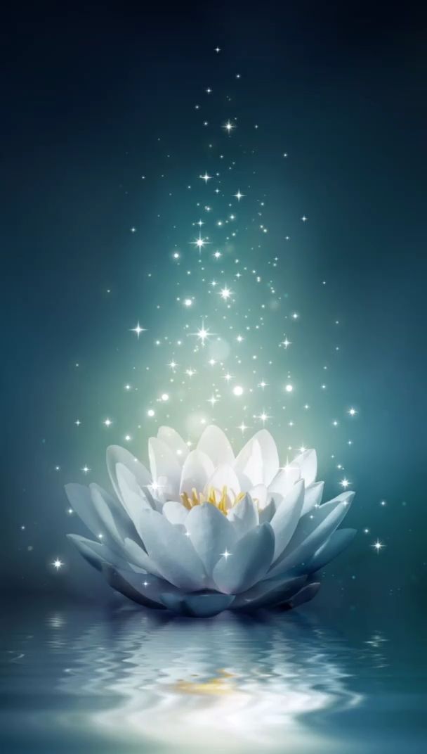 Lotus Flower Wallpaper Iphone - HD Wallpaper 