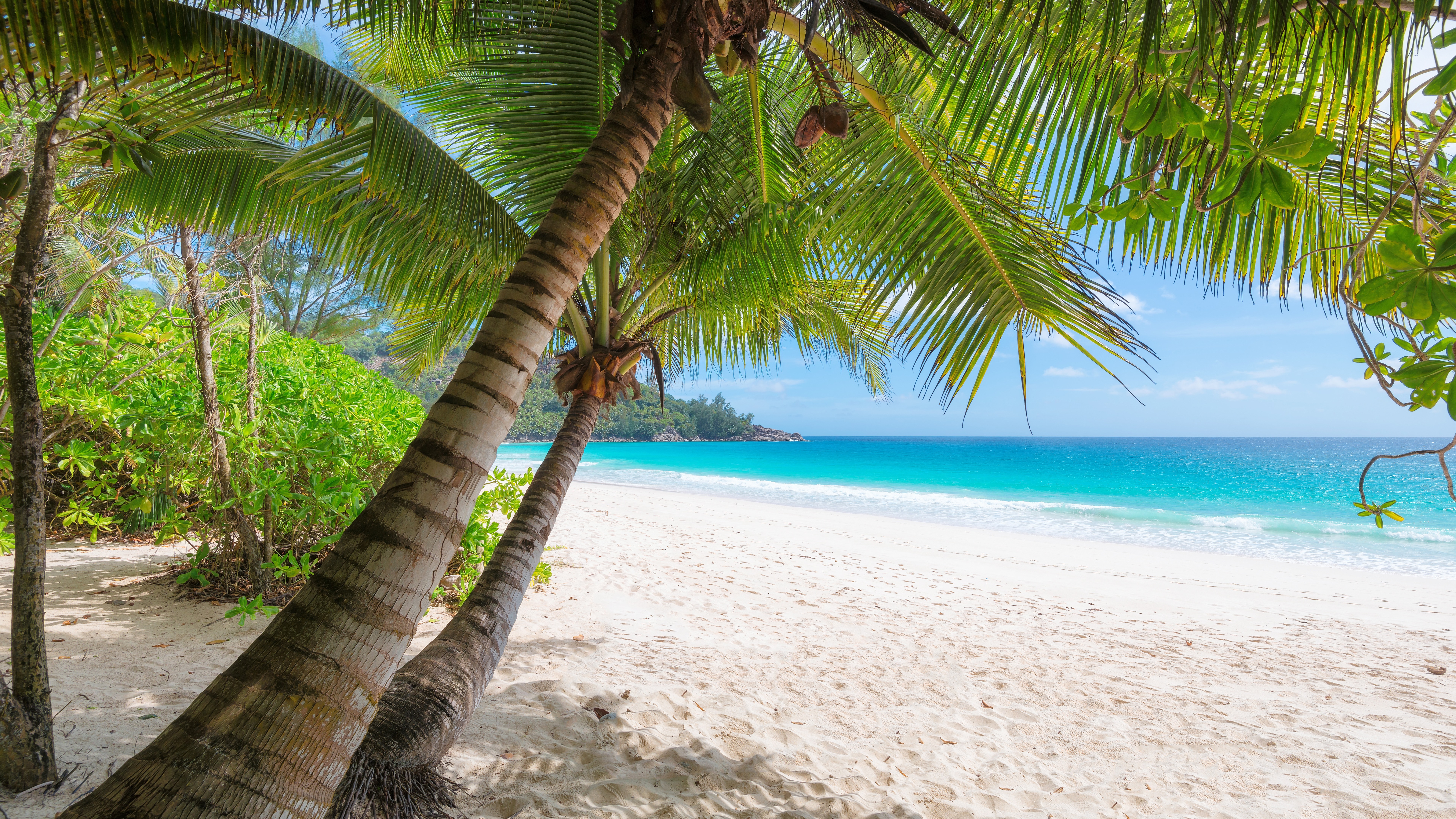 Wallpaper Palm Trees, Beach, Sea, Tropical, Summer - Palm Tree Trunk Beach - HD Wallpaper 