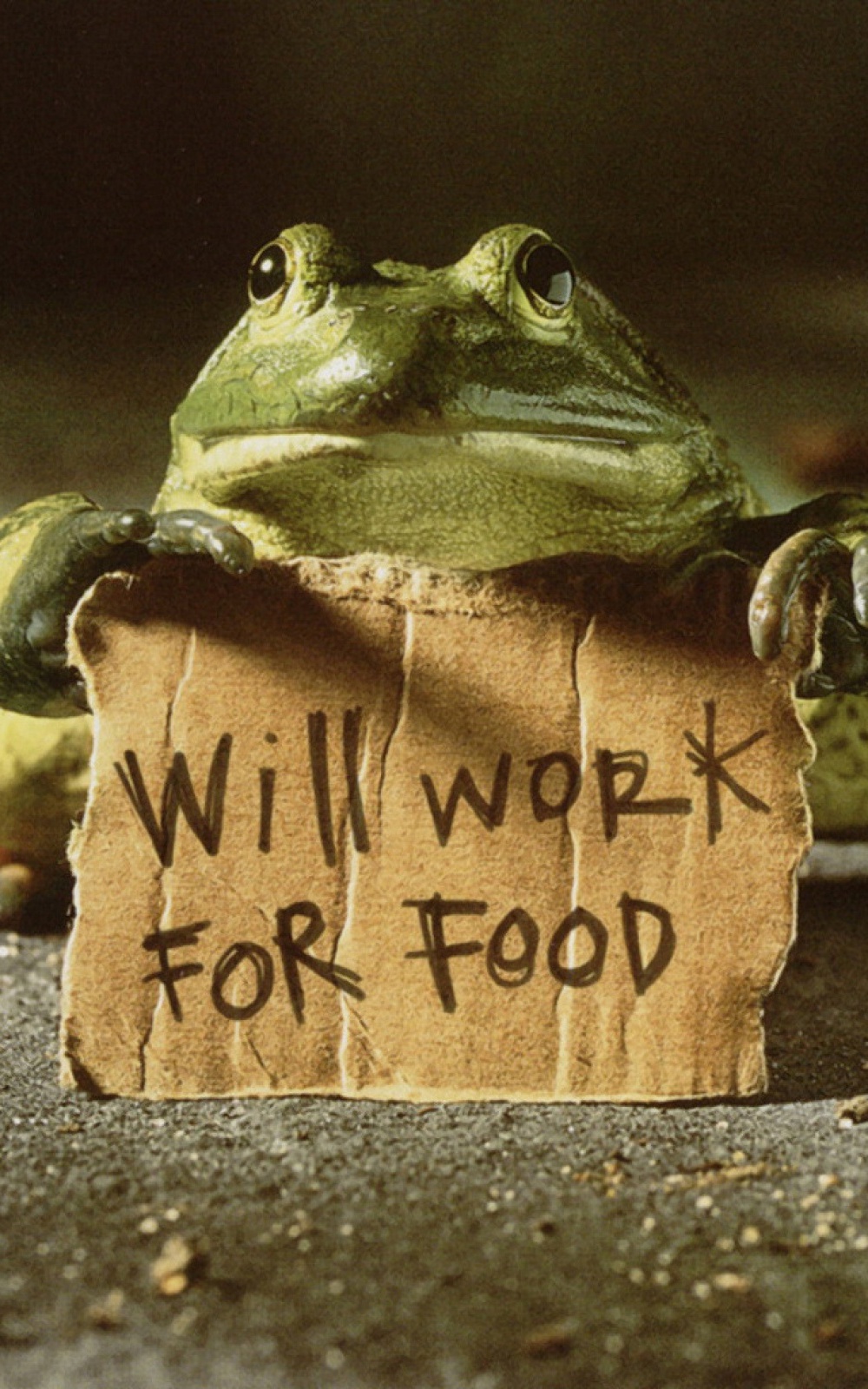 Frog Work For Food - HD Wallpaper 