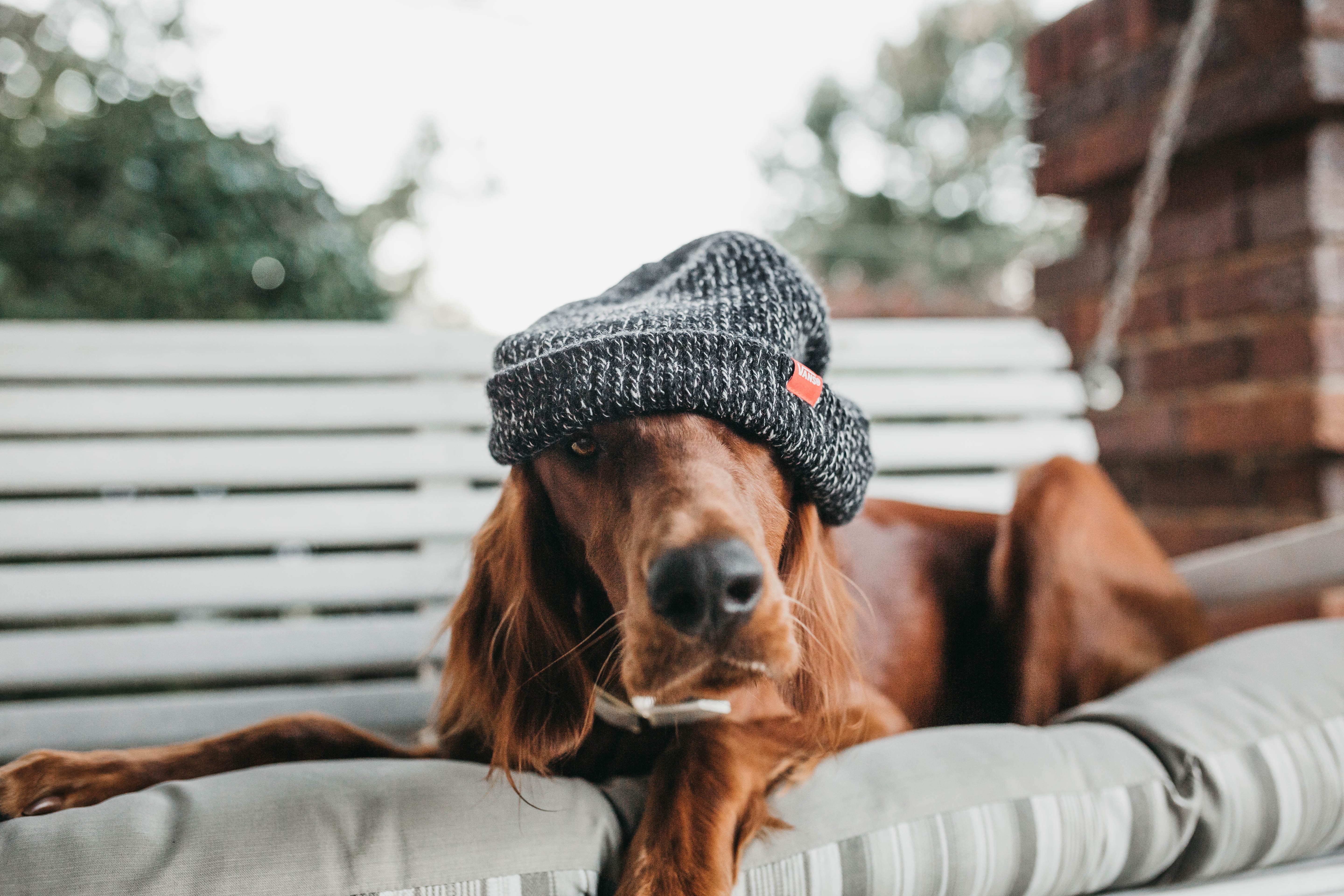 Dog - HD Wallpaper 