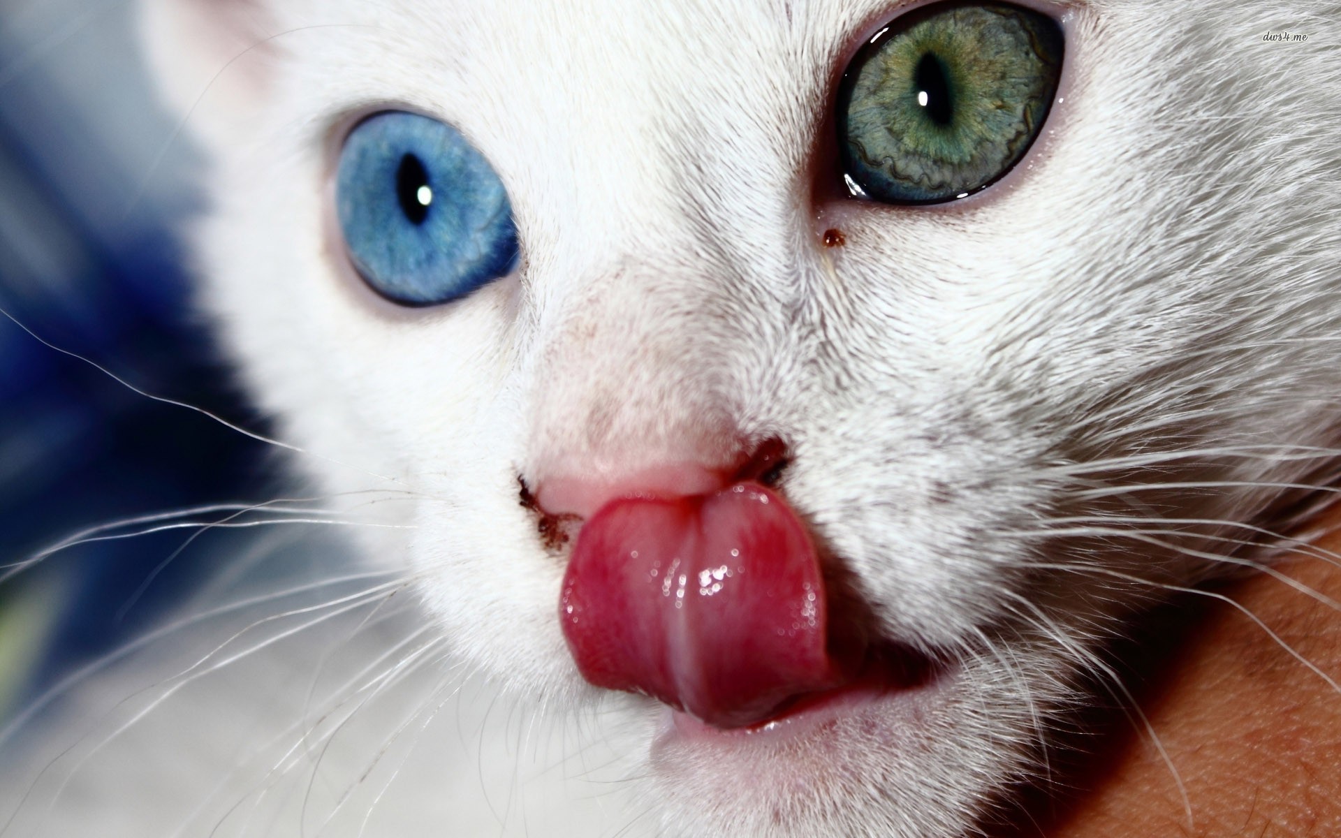Odd Eyed Cats - HD Wallpaper 