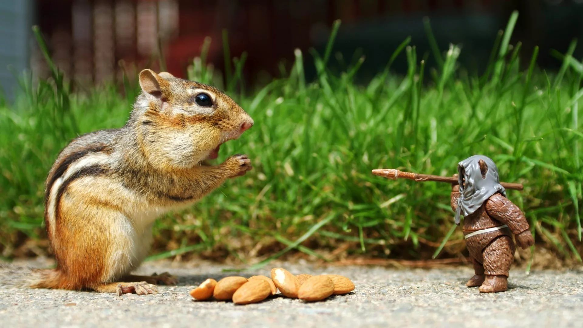 Weird Desktop Pc Wallpaper - Funny Animals - HD Wallpaper 