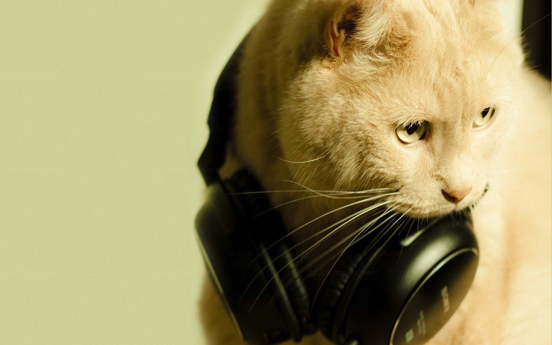 Wallpaper Cat, Face, Earphones, Funky - Gato Con Audifonos - HD Wallpaper 