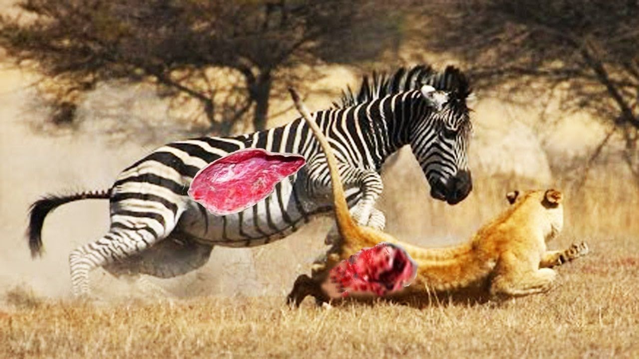 Karina Wild On Safari - HD Wallpaper 