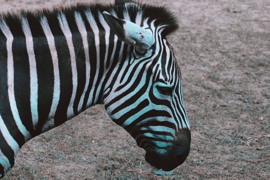 Funky, African, Funny, Clothing, Tribal, Old, Dance, - Quagga - HD Wallpaper 