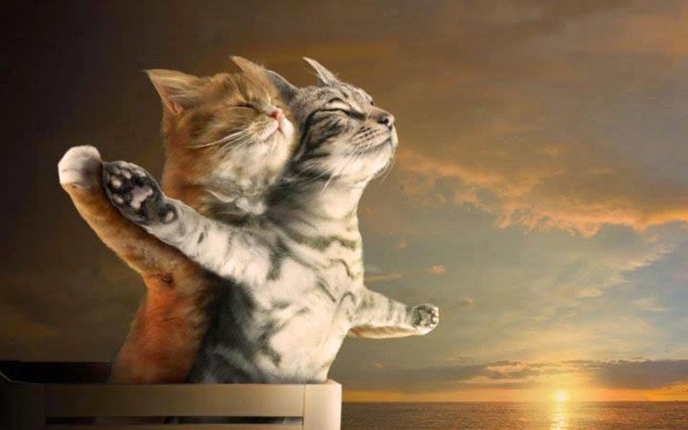 Love Cat Image Hd - HD Wallpaper 