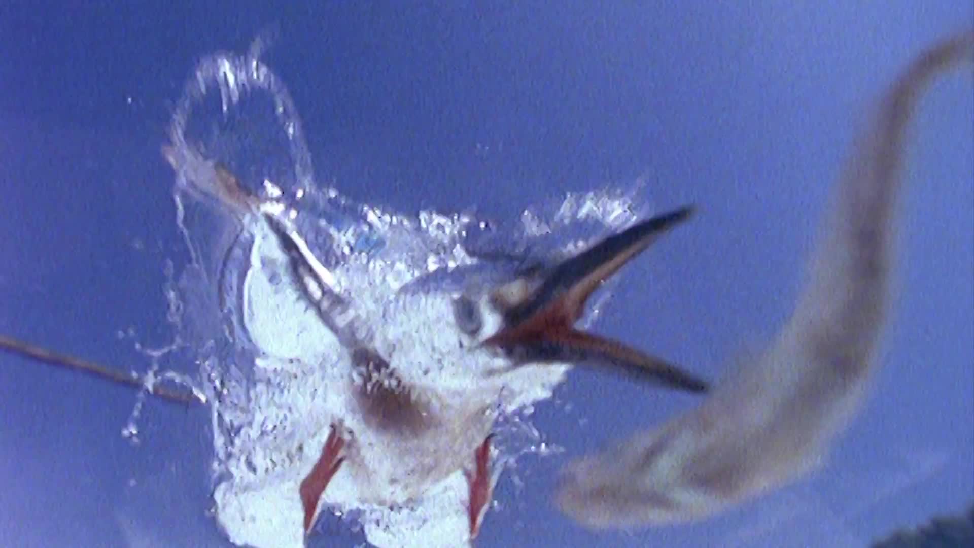 Atlantic Blue Marlin - HD Wallpaper 