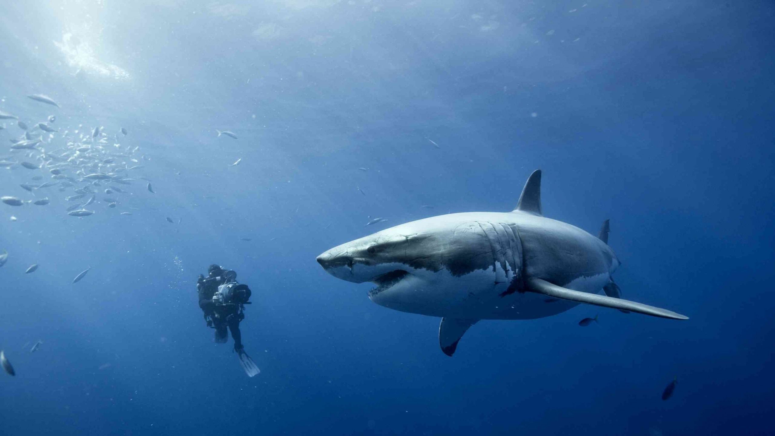 Shark Wallpapers Background For Free Wallpaper - Scuba Diver And Great White Shark - HD Wallpaper 