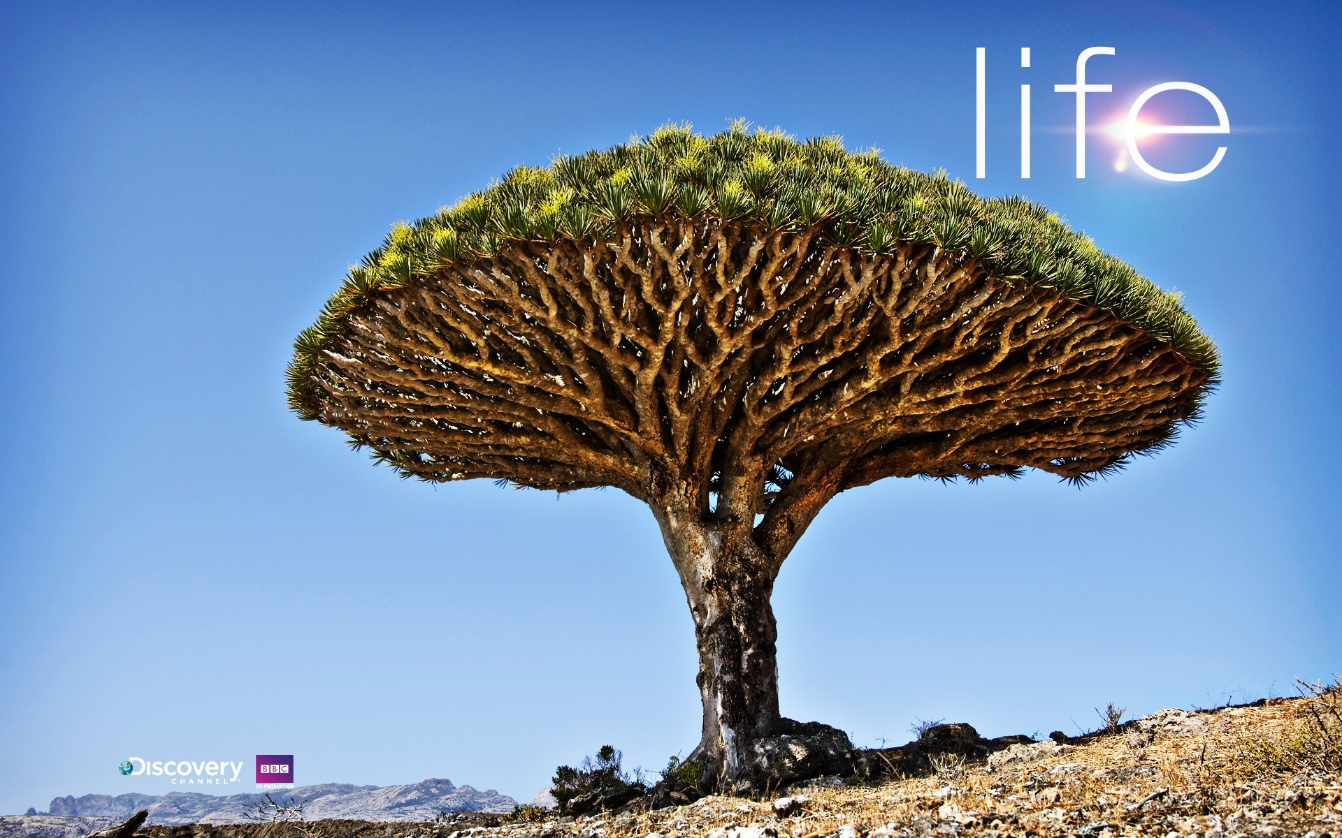2 Life Tree 
 Data Src Amazing Discovery Channel Wallpapers - Discovery Channel - HD Wallpaper 