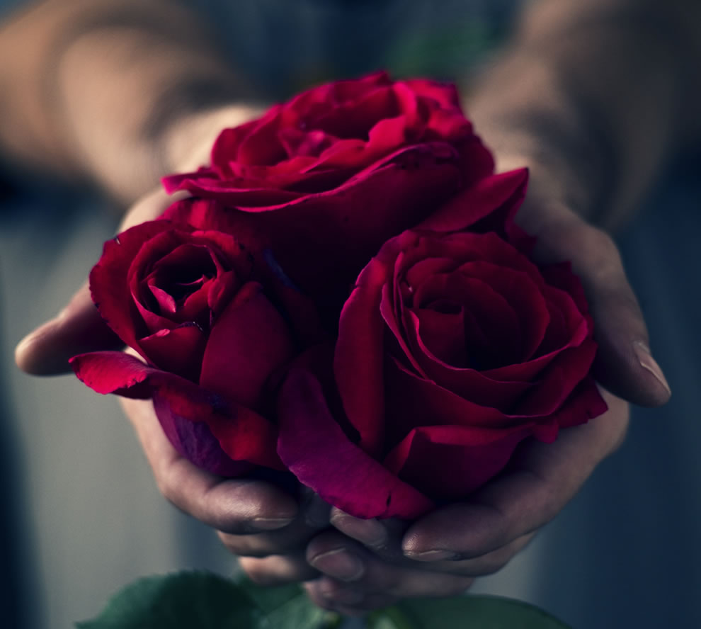 Red Roses Tumblr Vintage - Single Dark Red Roses - HD Wallpaper 